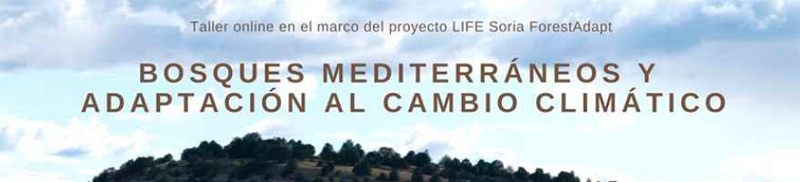 Accede a los contenidos del taller "Bosques Mediterráneos y adaptación al cambio climático"