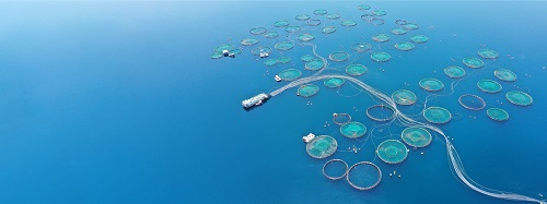 ¿Están contentos los peces de piscifactoría?