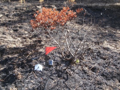Curso de Especialista de investigación de causas de los incendios forestales (Homologado)