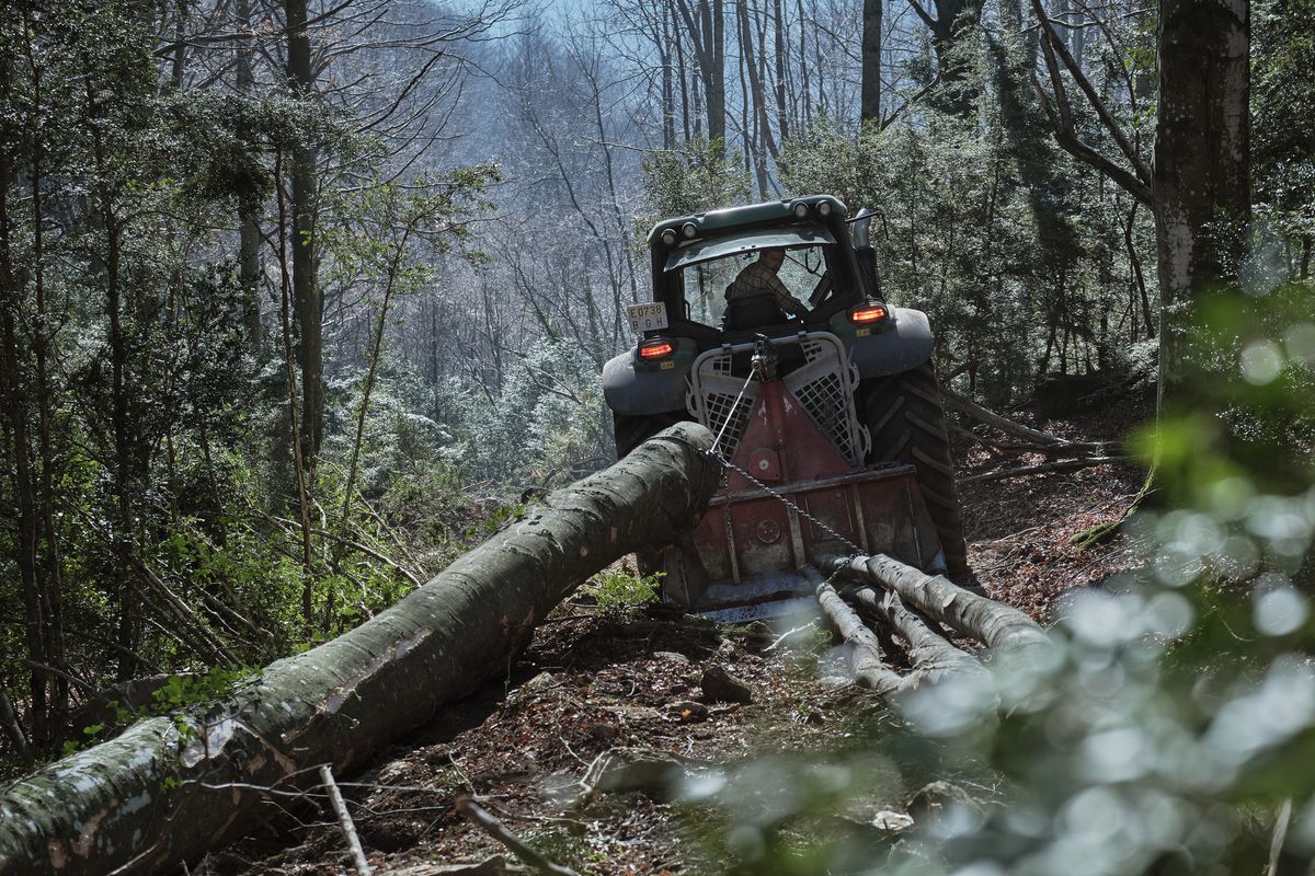El 70% de los bosques catalanes llevan más de 40 años abandonados