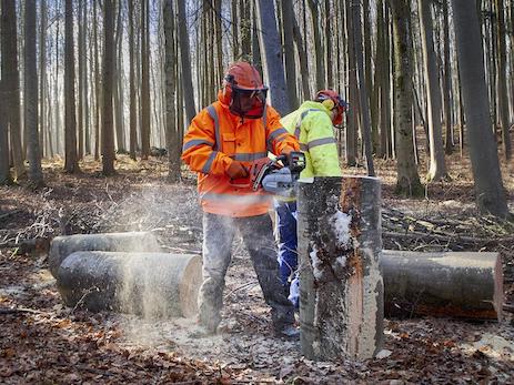 El sector forestal podría crear 200.000 puestos de trabajo en los próximos 15 años si la Administración invirtiera mil millones de euros anuales