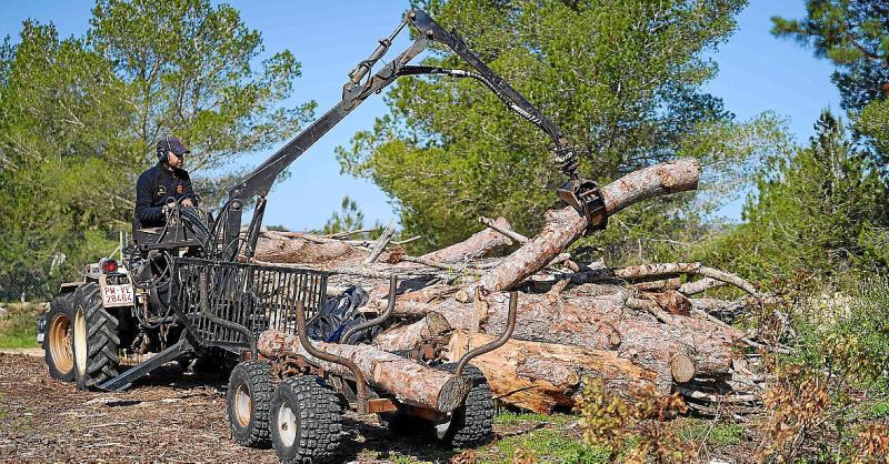 El Ibanat propone un mayor aprovechamiento forestal contra la crisis energética