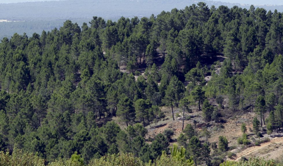 La localidad soriana de Tardelcuende presenta un ambicioso Plan Resinero que incluye una destilería