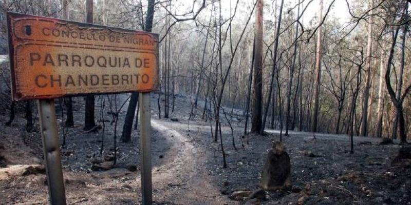 Así se gestiona la madera quemada en los incendios forestales
