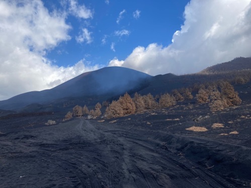 El pino canario sobrevive a erupciones, pero ¿podrá con el cambio climático sin ayuda de la gestión forestal?