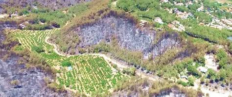 Curso de elaboración de Plan de Actuación Municipal y Plan de Autoprotección frente a incendios forestales