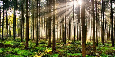 Líderes mundiales impulsan en la COP27 la gestión forestal sostenible