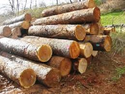La estrategia de desarrollo de la bioeconomía forestal circular de Euskadi