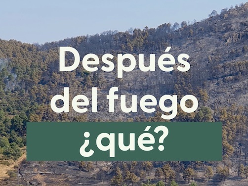 Los bosques pueden ser noticia todo el año 