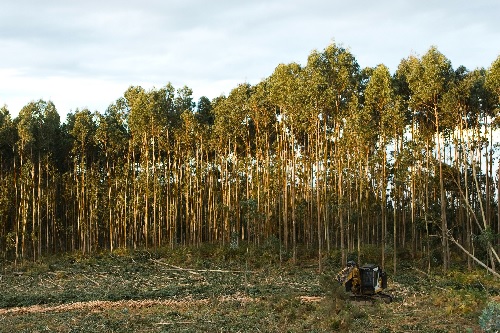 Los propietarios de terrenos forestales, los grandes olvidados en los mercados de carbono