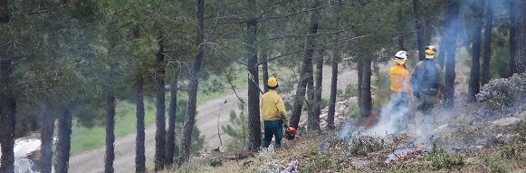 Curso de Prevención de riesgos laborales en trabajos forestales (con especial atención a los incendios forestales) (Homologado)