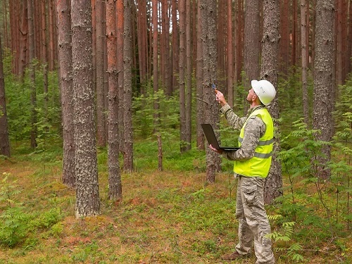Nuevas estrategias para unos bosques biodiversos y resilientes al clima