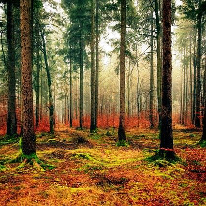 El proyecto GO-Forests promueve la innovación en el sector forestal europeo