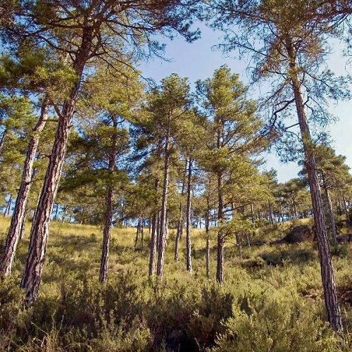 Las masas forestales de Castilla-La Mancha recibirán 50 millones en 2024
