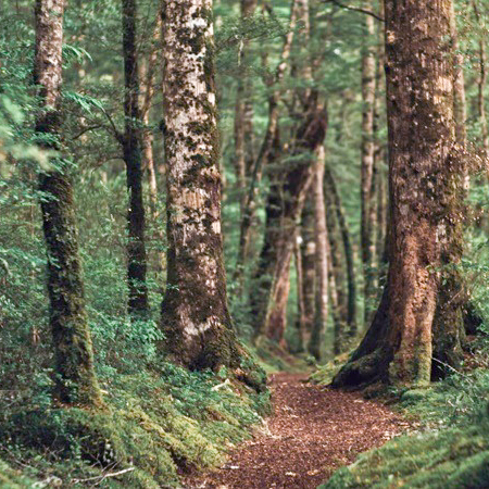 DigiMedFor apuesta por transformar el sector forestal mediterráneo