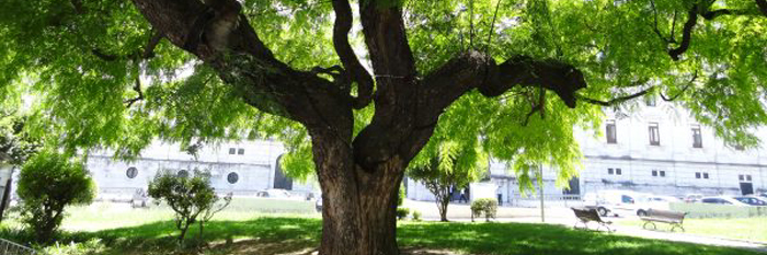 Curso: Riesgo de los árboles urbanos. Valoración y gestión