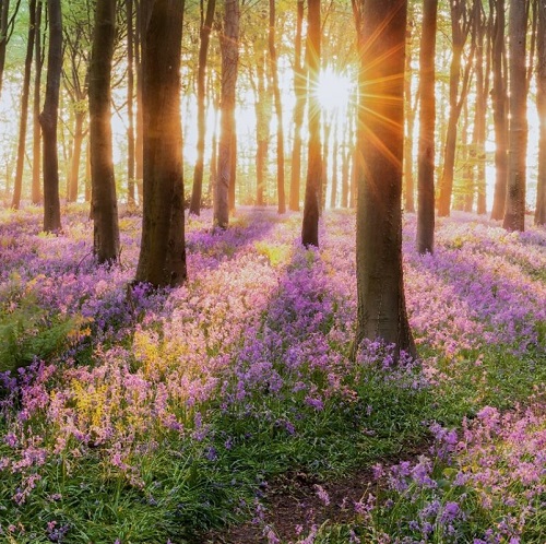 IMFOREST promoverá la bioeconomía forestal y la gestión sostenible de los productos forestales no madereros