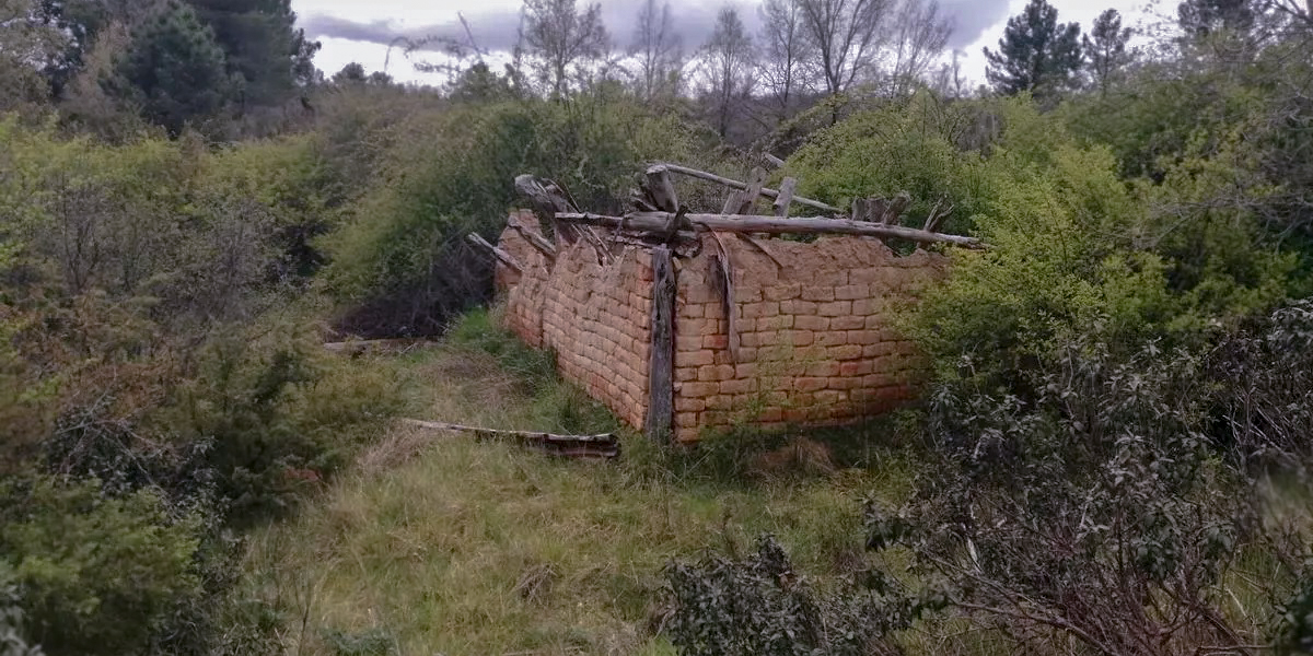 Reconecta: un proyecto que busca recuperar más de 900.000 hectáreas de terreno forestal abandonado en Teruel