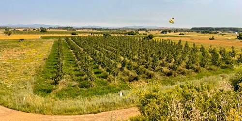 Bosques y Ríos consigue la primera chopera certificada de España como proyecto de absorción de CO2
