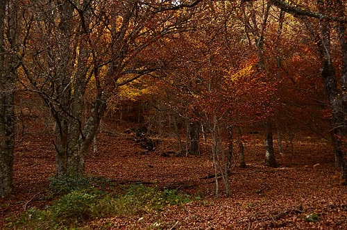 Reciente investigación descubre que las raíces de los árboles caducifolios no duermen en invierno