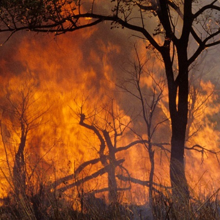 La FAO ha publicado recientemente nuevas directrices para ayudar a los países a gestionar el riesgo de incendios forestales extremos