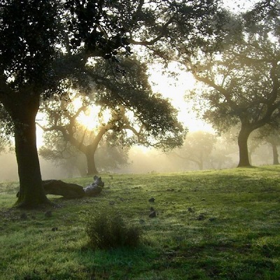 FSC certifica servicios ecosistémicos en más de 100.000 hectáreas de bosques en España