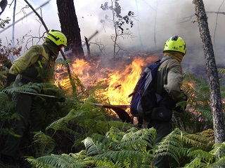DISPONIBLE el programa formativo SOLO PARA PROFESIONALES que en la actualidad se dediquen a temas relativos a incendios forestales 2025