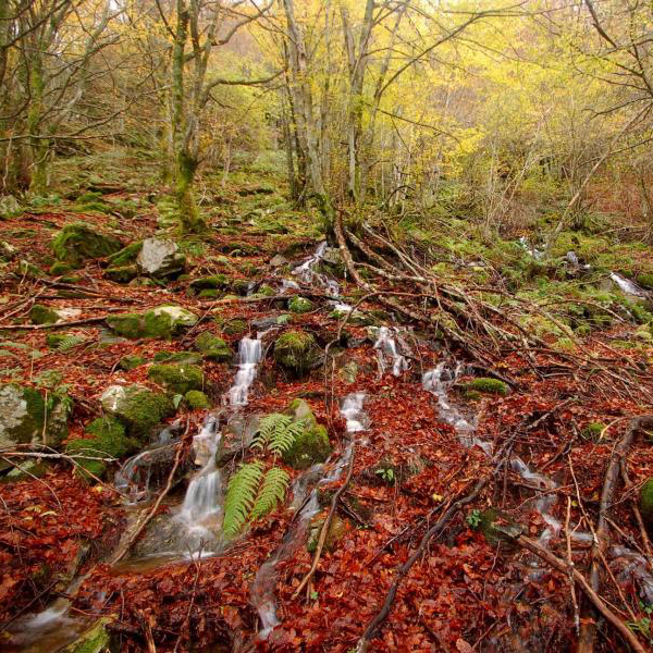 La REMP lanza su Observatorio para impulsar el conocimiento y gestión de los montes públicos