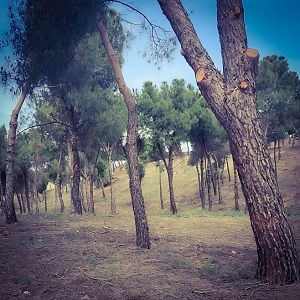 La Comunidad de Madrid aumenta las ayudas de mantenimiento y mejora en montes de titularidad privada