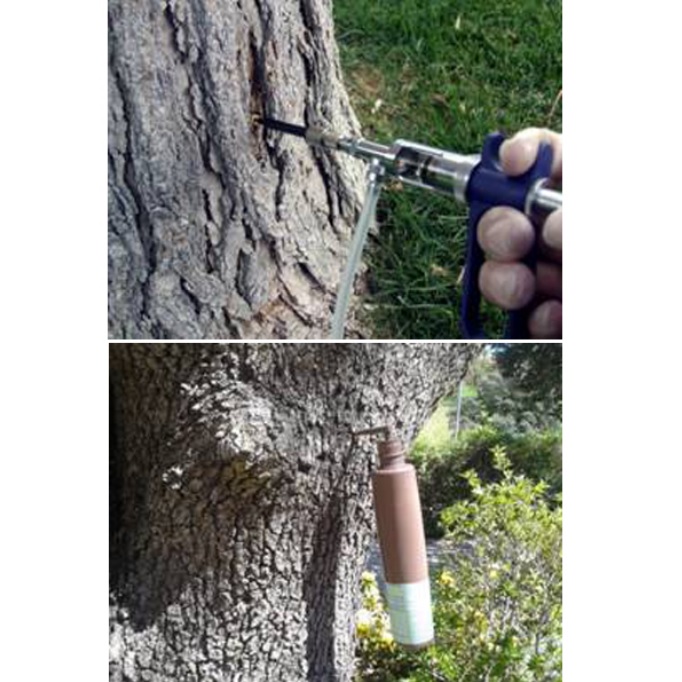 Endoterapia en árboles ornamentales