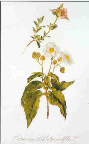 Lámina Floral