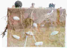 Maqueta