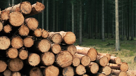 El comercio de madera se verá drásticamente afectado en los próximos años en Europa