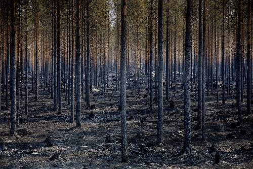 Identificadas las verdaderas causas de la última ola de megaincendios en Europa