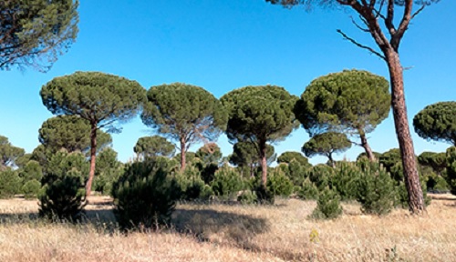 La Junta de Castilla y León recibe por primera vez el certificado FSC de gestión forestal sostenible