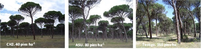 La regeneración natural de Pinus pinea: veinte años de lecciones aprendidas