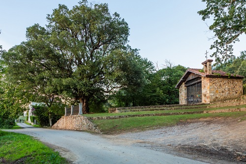 La «Encina del Monte de la Redonda» es el Árbol del Año de España 2023