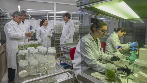 Avanzan los trabajos para establecer huertos clonales de robles y abedules seleccionados