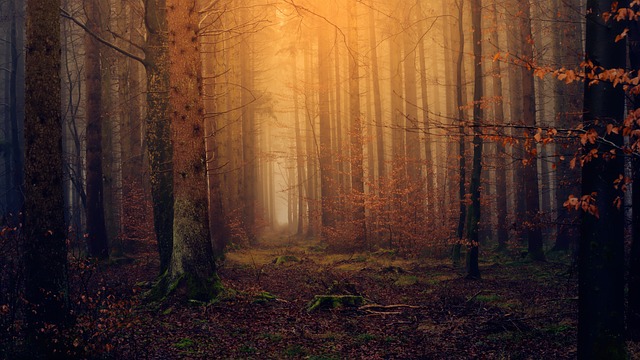 La pez y el bosque