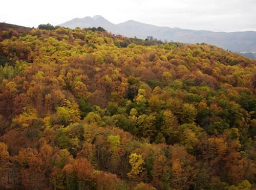 El Grupo Operativo GO Bosques 3.0 trabajará en la digitalización y teledetección del uso sostenible de los bosques