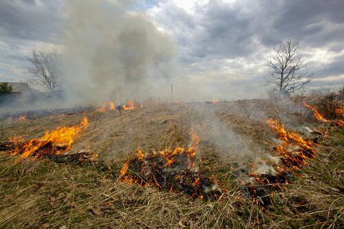 "Pastoreo del fuego": la ciencia abre el debate sobre quemas del monte en invierno para evitar grandes incendios