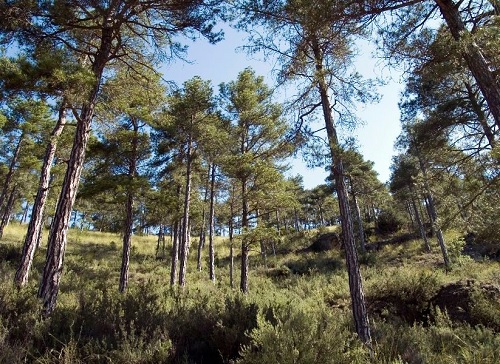 La reforma de la Ley de Montes de Castilla-La Mancha llega a las Cortes