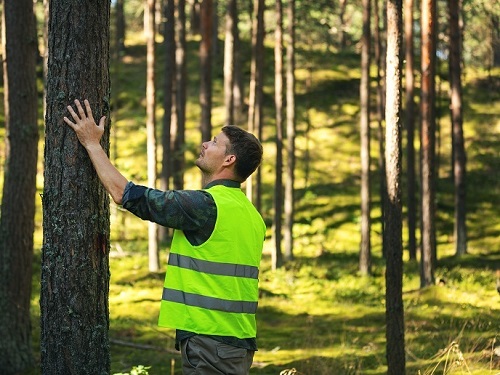 Planteamientos innovadores para proteger los bosques europeos