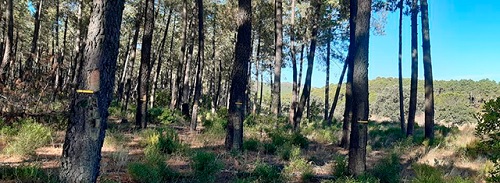 Castilla y León contará en 2023 con un plan estratégico del sector resinero