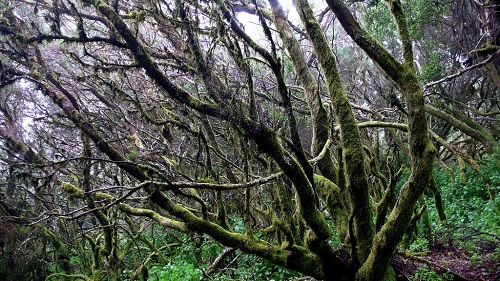 El Hierro contará con un millón de euros para la gestión forestal sostenible