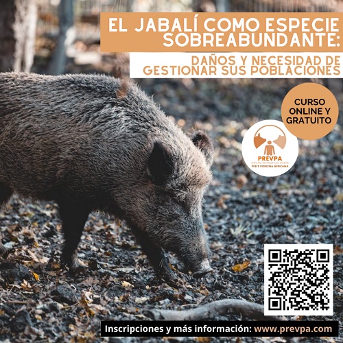 El GO PREVPA lanza un curso en línea y gratuito centrado en la sobreabundancia y control poblacional del jabalí