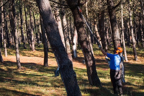 La Xunta de Galicia desarrolla acciones de gestión forestal como prevención de incendios y desarrollo de la bioeconomía