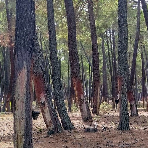 La resina: una oportunidad para los bosques y el medio rural