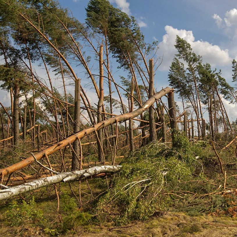 El aumento de las perturbaciones forestales requiere mejores informes y recopilación de datos
