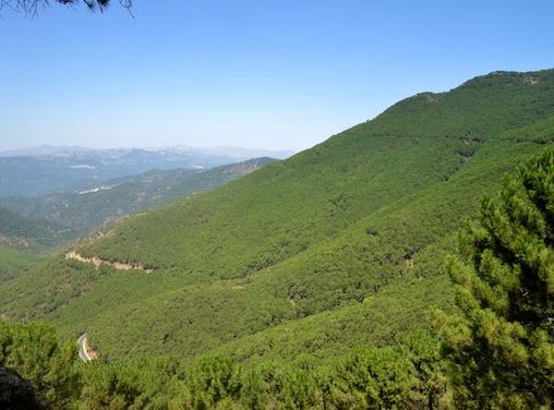 Andalucía tiene un plan para producir madera de calidad